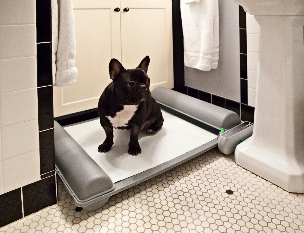 French Bulldog on BrilliantPad in bathroom