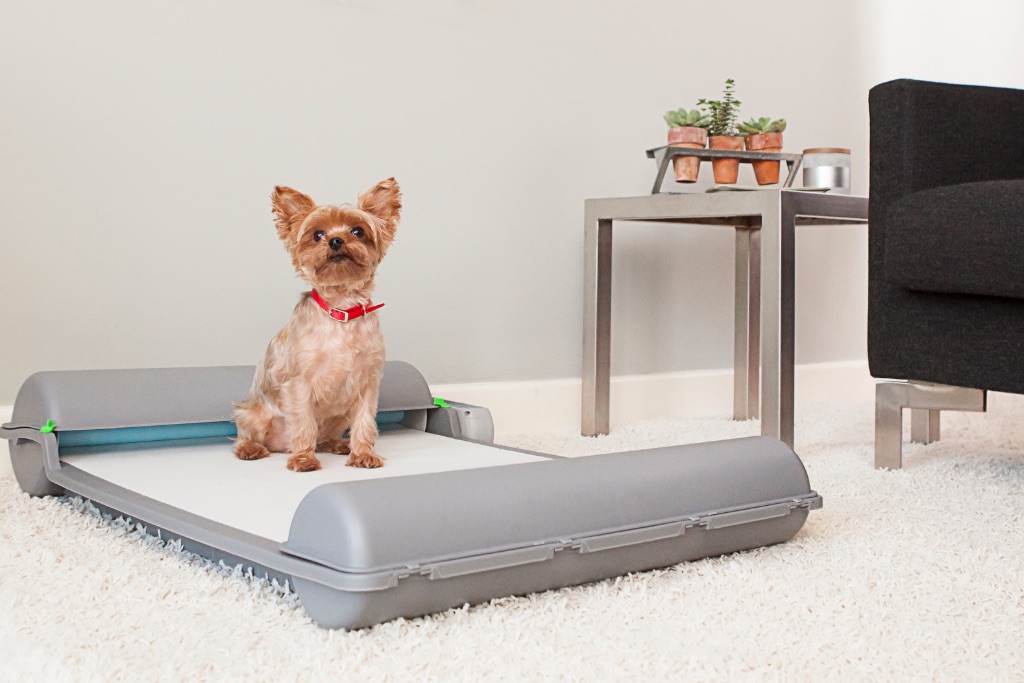 Yorkie on BrilliantPad in living room